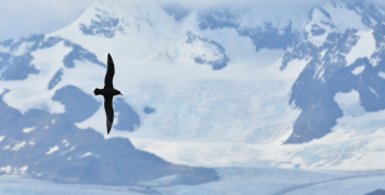 Antarctica’s receding sea ice could impact seabirds’ food supply