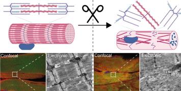 New method developed to study mechanical proteins linked 